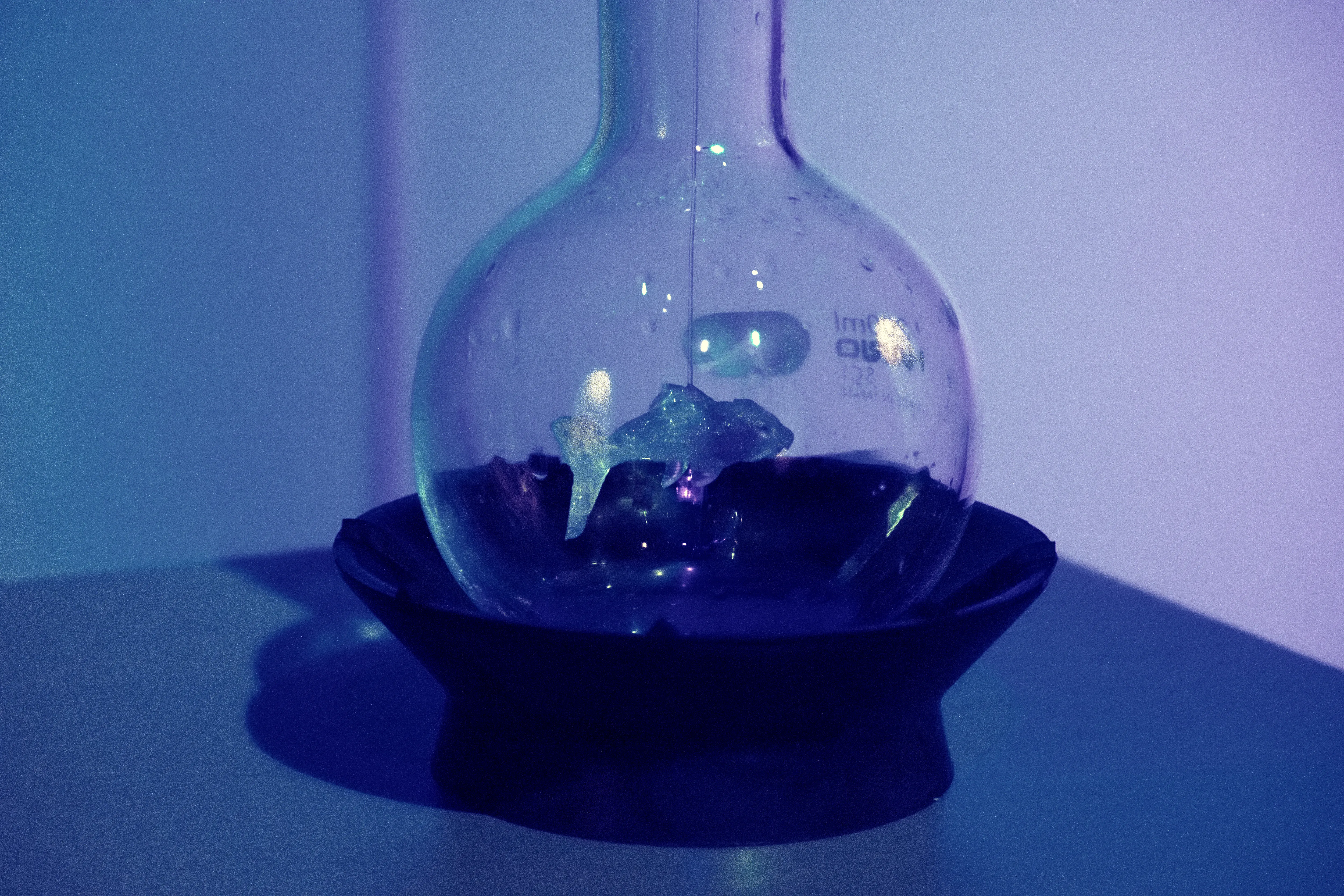 non-humans-perceive_topimage1
